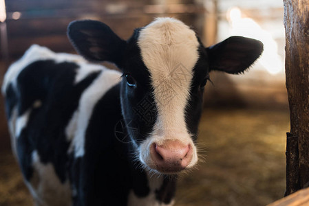 农场里的小牛农场里有一头可爱的小奶牛很多干草图片