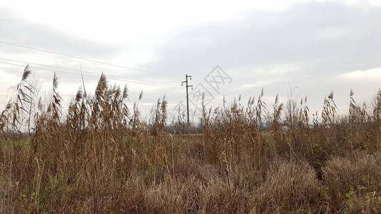 高干枯棕褐草和其他植被后面的电线图片