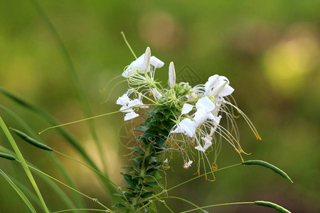 蜘蛛花或Cleomehassleriana或蜘蛛植物或祖父胡须一年生开花植物图片