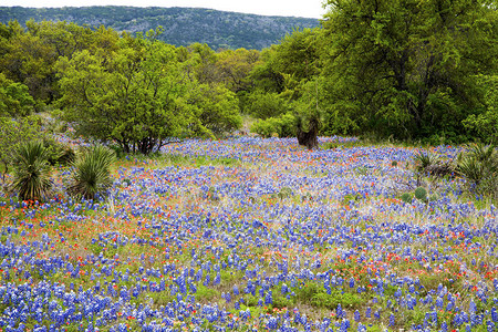 德克萨斯州牧场的春天野花图片