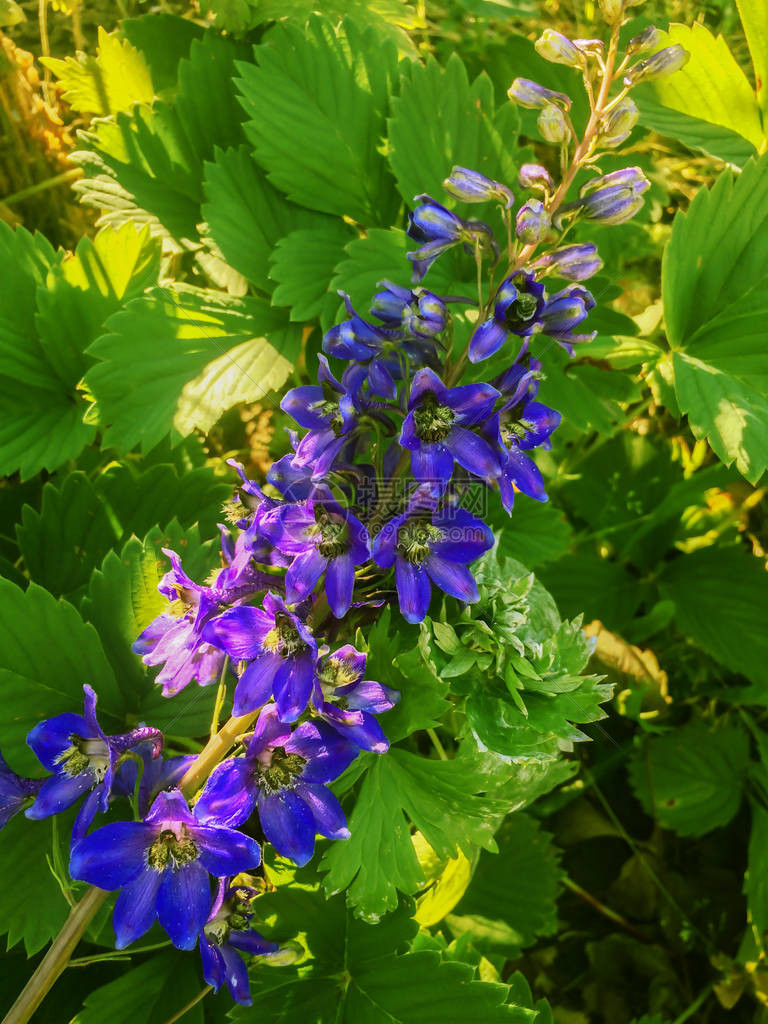 花园鲜花开花图片