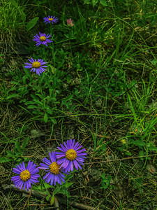 夏季草地开花紫色雏菊图片
