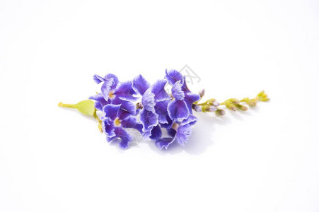 白纸上的紫皮鸽子莓花背景图片