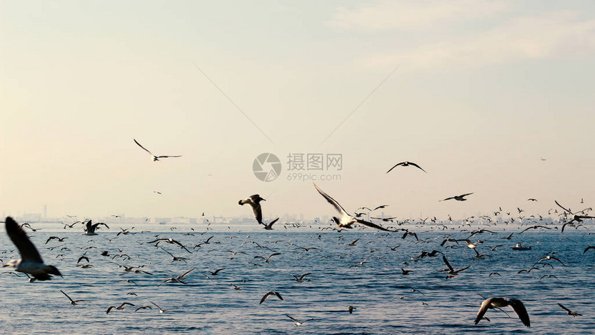 一群海鸥飞过海面图片