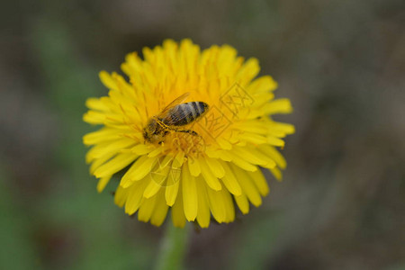 蜜蜂在户外黄色花朵上的特写图片