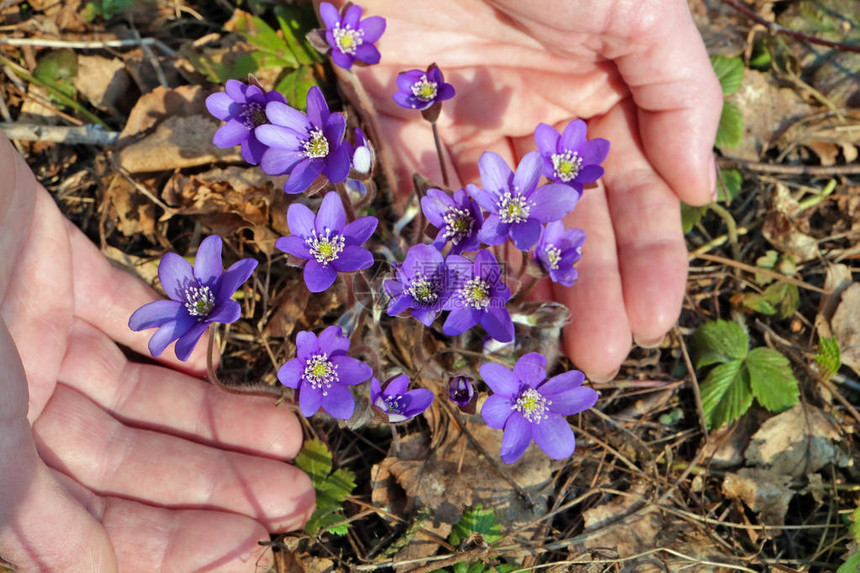 一位年长妇女轻地持有第一颗春花盛开的蓝花图片