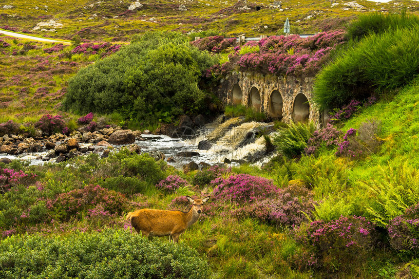 苏格兰野山河上女精明鹿和老桥的风景图片