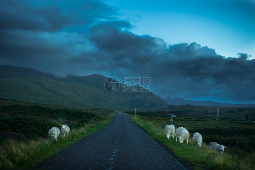 苏格兰Rhiconich附近山地风景中穿越山地的牧羊和羔图片