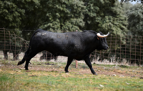 在西班牙绿色领域的公牛图片