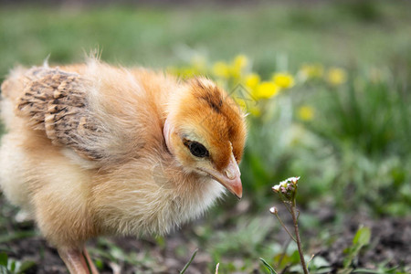 小鸡特写草地上的黄鸡饲养小鸡家图片