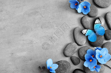 灰色背景上的蓝色花和石禅温泉图片