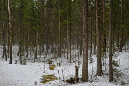 在活跃雪融化期间的春林图片