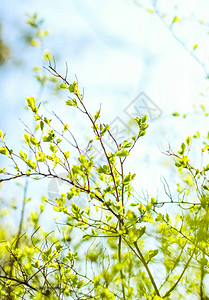 自然环境植物纹理和生物能源概念春天的绿背景图片