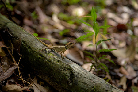 绿蜥蜴美丽的动物在自然栖息地来自森林的蜥蜴绿色花园蜥蜴图片