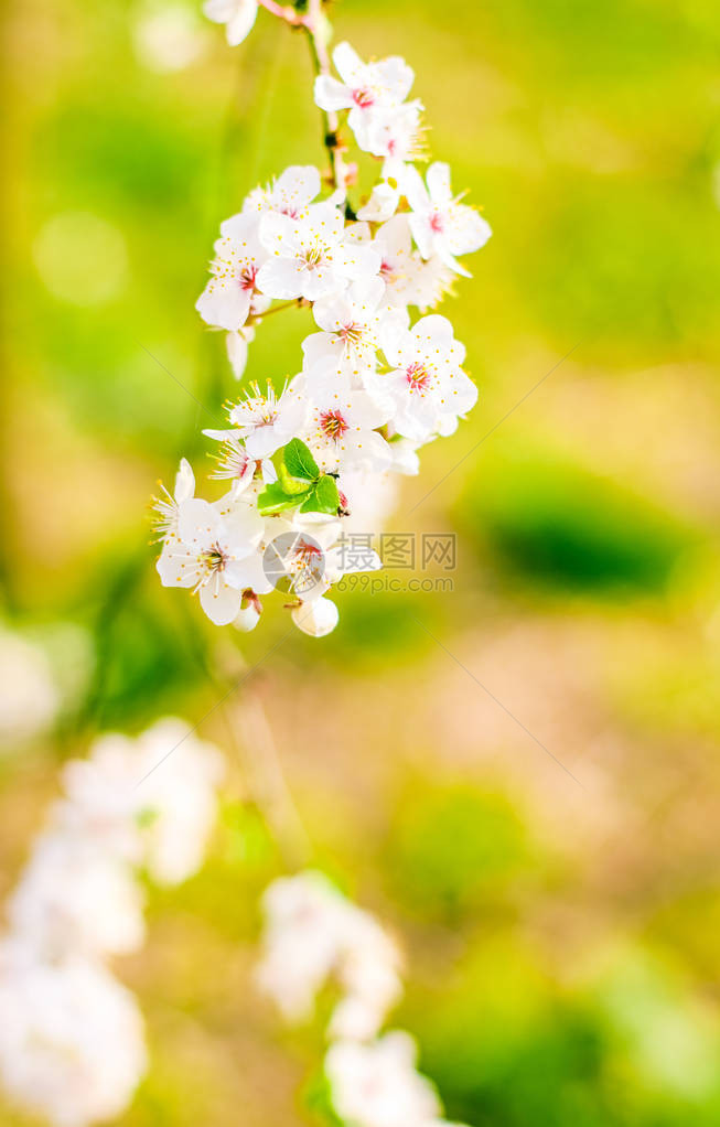 花美梦幻花园自然风光理念樱花春暖花开图片