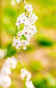 花美梦幻花园自然风光理念樱花春暖花开图片