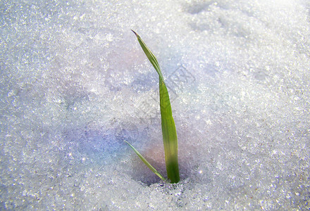 绿草从春天的太阳下雪中长出图片