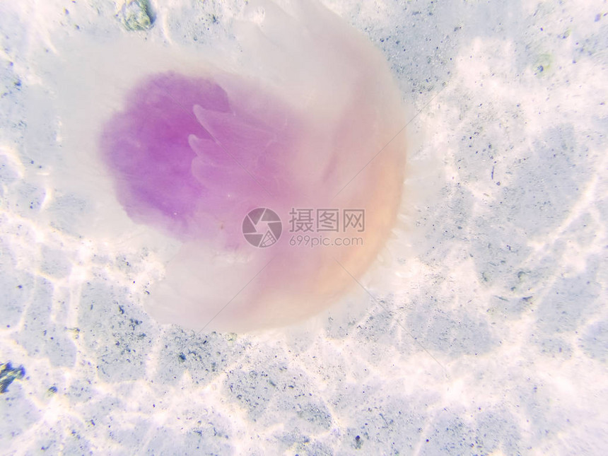 安达曼海的水母图片