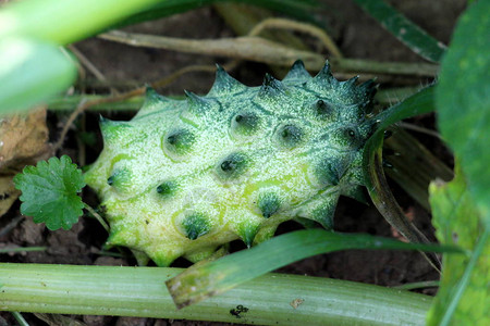 角瓜或Cucumismetuliferus或Kiwano或非洲角黄瓜或果冻瓜或对冲葫芦或Melano一年生藤本植物图片