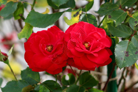 两朵盛开的红玫瑰花朵厚密的花瓣和黄色中心在温暖的夏日图片