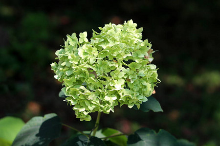 Hydrangea或Hortensia花园灌木丛图片