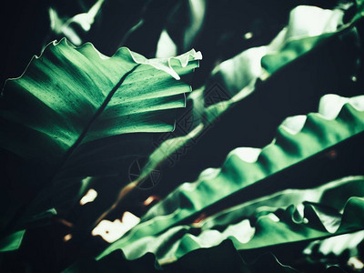 热带蕨叶背景图片