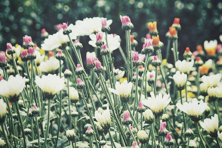 美丽的五颜六色的菊花图片
