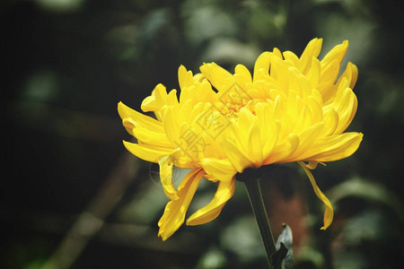 花园中黄色菊花的美图片