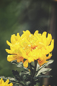 花园中黄色菊花的美图片