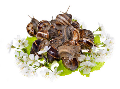 花园蜗牛Helix图片