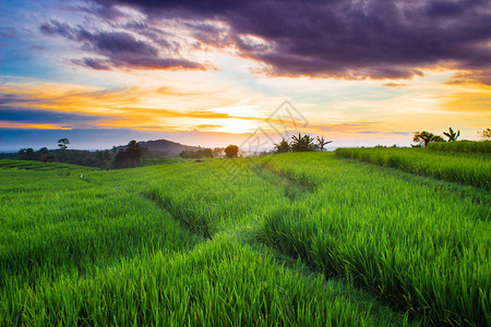 北BengkuluIndonesia地区夏季日图片