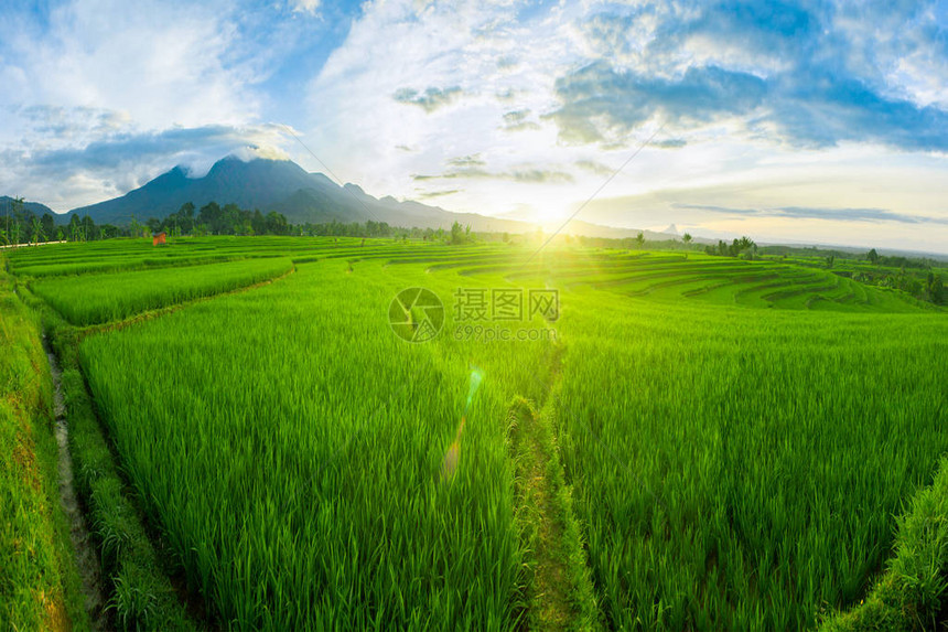 稻田地的全景观自然如不孕的美图片