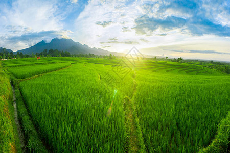 稻田地的全景观自然如不孕的美图片