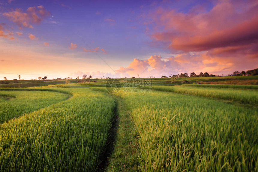 北宾古鲁邦多尼西亚的稻田全图片