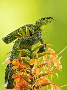 有黑色斑点的棕榈坑毒蛇Bothriechisnigroviridis是在哥斯达黎加和巴拿马山区发现的一种有毒的蝮蛇目前没背景图片