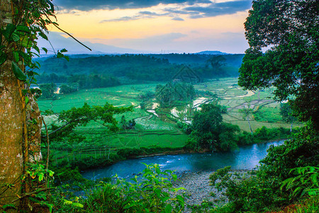 印度尼西亚蛇河迷雾森林的早晨图片