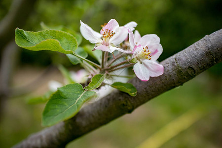 春季梨花的选择浅焦点梨枝盛开模糊的绿色背景早春梨花开图片