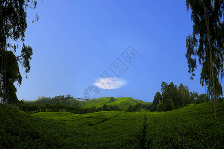 阿斯亚风景中的令人惊叹的绿色茶图片