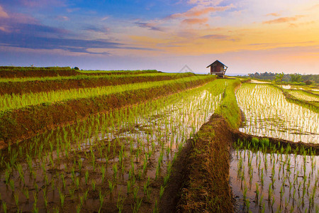 在稻田的日落时刻印度尼西亚自然图片