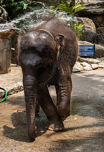 大象用泥土和尘土的水管图片