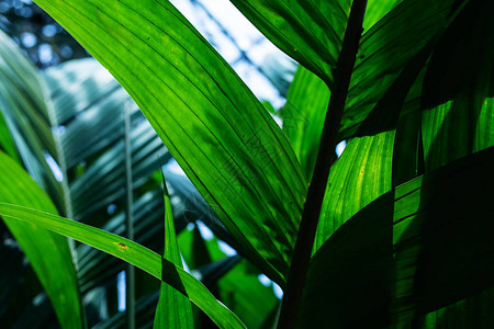 棕榈叶椰子叶绿化背景图片