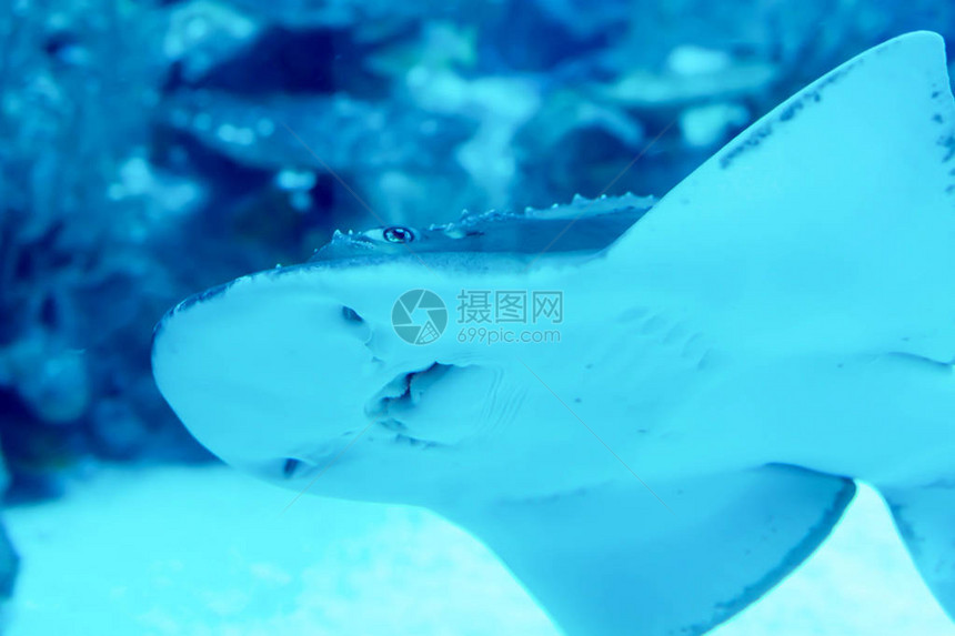 蓝海水族馆中铲鼻吉他鱼犀牛产图片