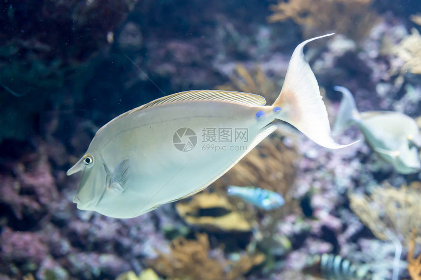 蓝海水族馆蓝松独角鱼或短鼻独角图片