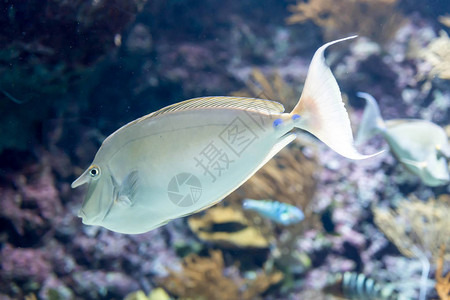 蓝海水族馆蓝松独角鱼或短鼻独角图片