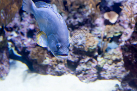 清澈海洋水族馆中蓝色小图片