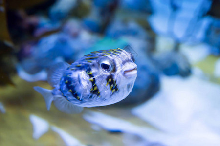 在清澈的海水族馆中图片