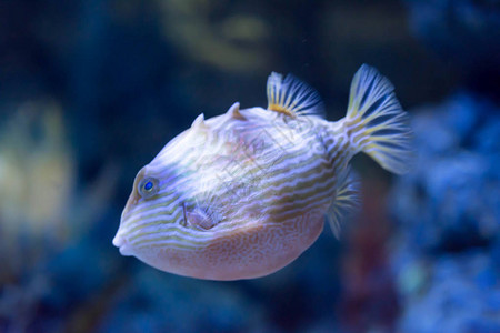 在清澈的海水族馆中图片