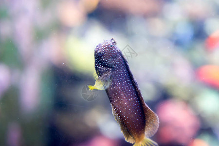 黑梳子牙齿BlennnyEcseniusnamiyei在清海水族图片