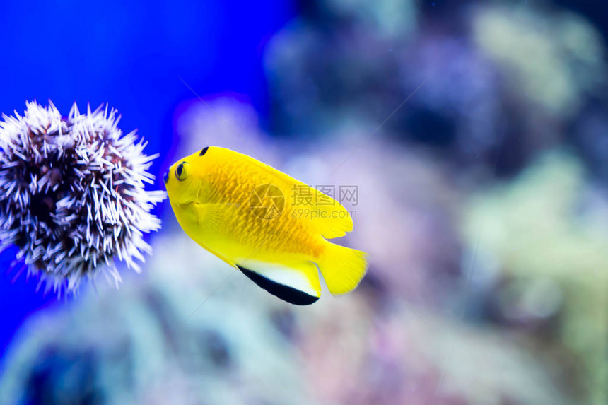 浅海水族馆珊瑚礁中小型多彩小图片