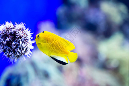 浅海水族馆珊瑚礁中小型多彩小背景图片